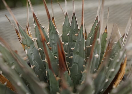 アガベ　ユタエンシス　Agave uthaensis　NO.4