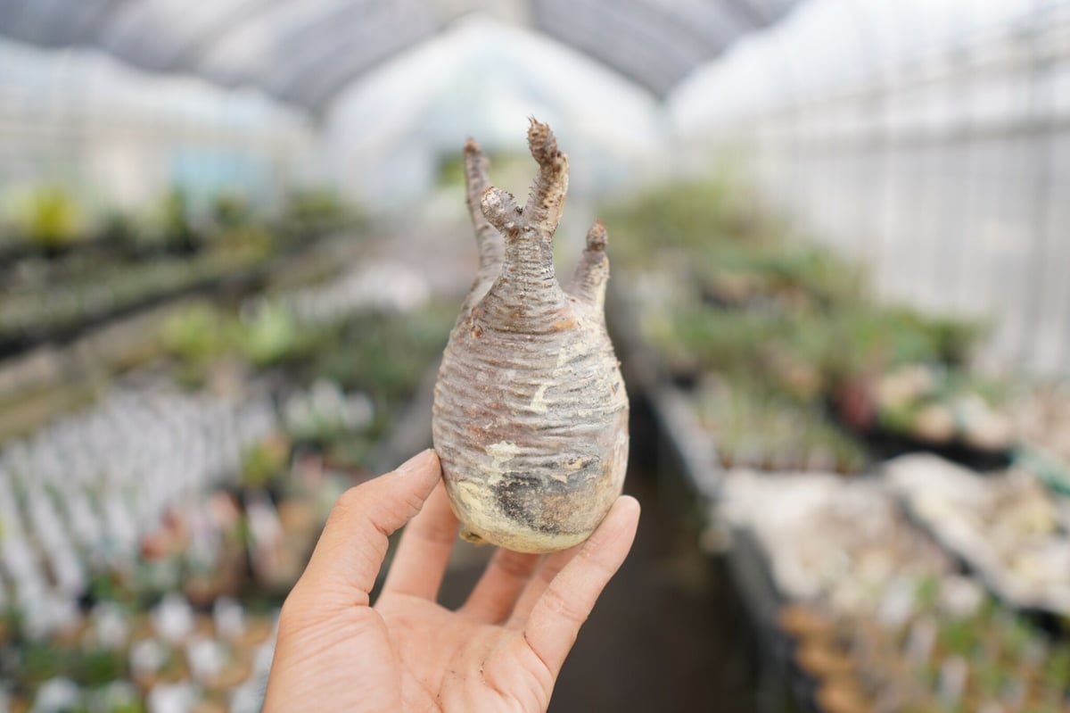 パキポディウム・グラキリス 抜き苗 〈47〉 | mana's farm:塊根植物