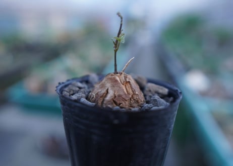 亀甲竜　Dioscorea elephantipes　No.6