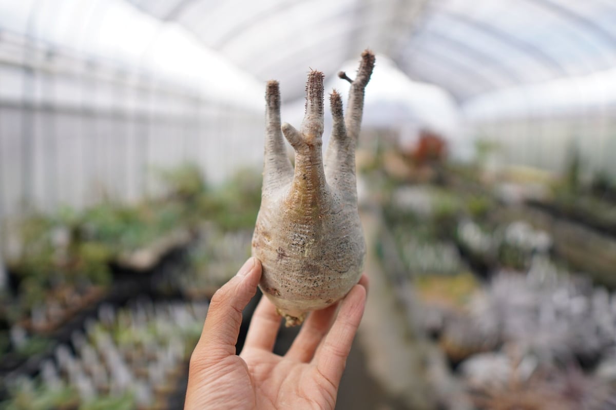 パキポディウム・グラキリス 抜き苗 〈21〉 | mana's farm:塊根植物