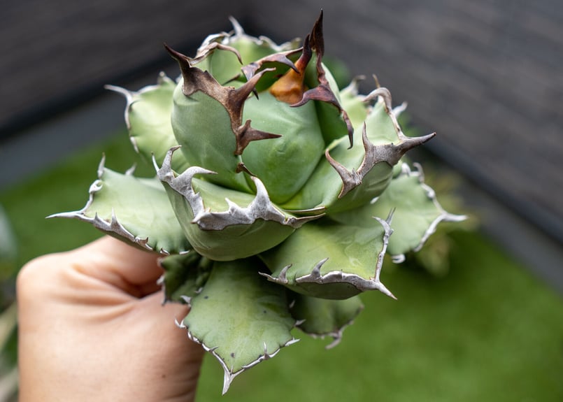 Agave titanota dwarf 姫厳龍 A NO.1 (G) | mana's gr Agave titanota dwarf 姫厳龍 A NO.1 (G) | mana's gr