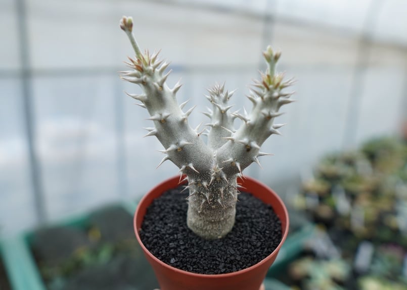パキポディウム デンシフローラム Pachypodium densiflorum No.8 |