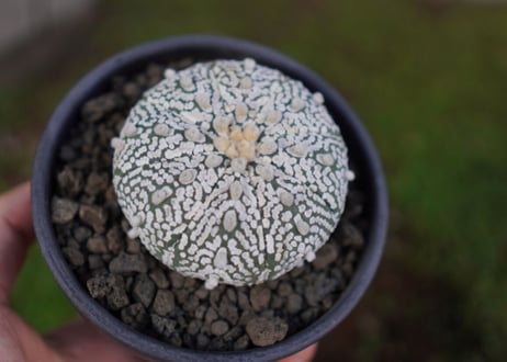 アストロフィツム　スーパー兜 Astrophytum asterias 'Super Kabuto'