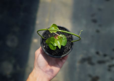 亀甲竜　Dioscorea elephantipes No.3