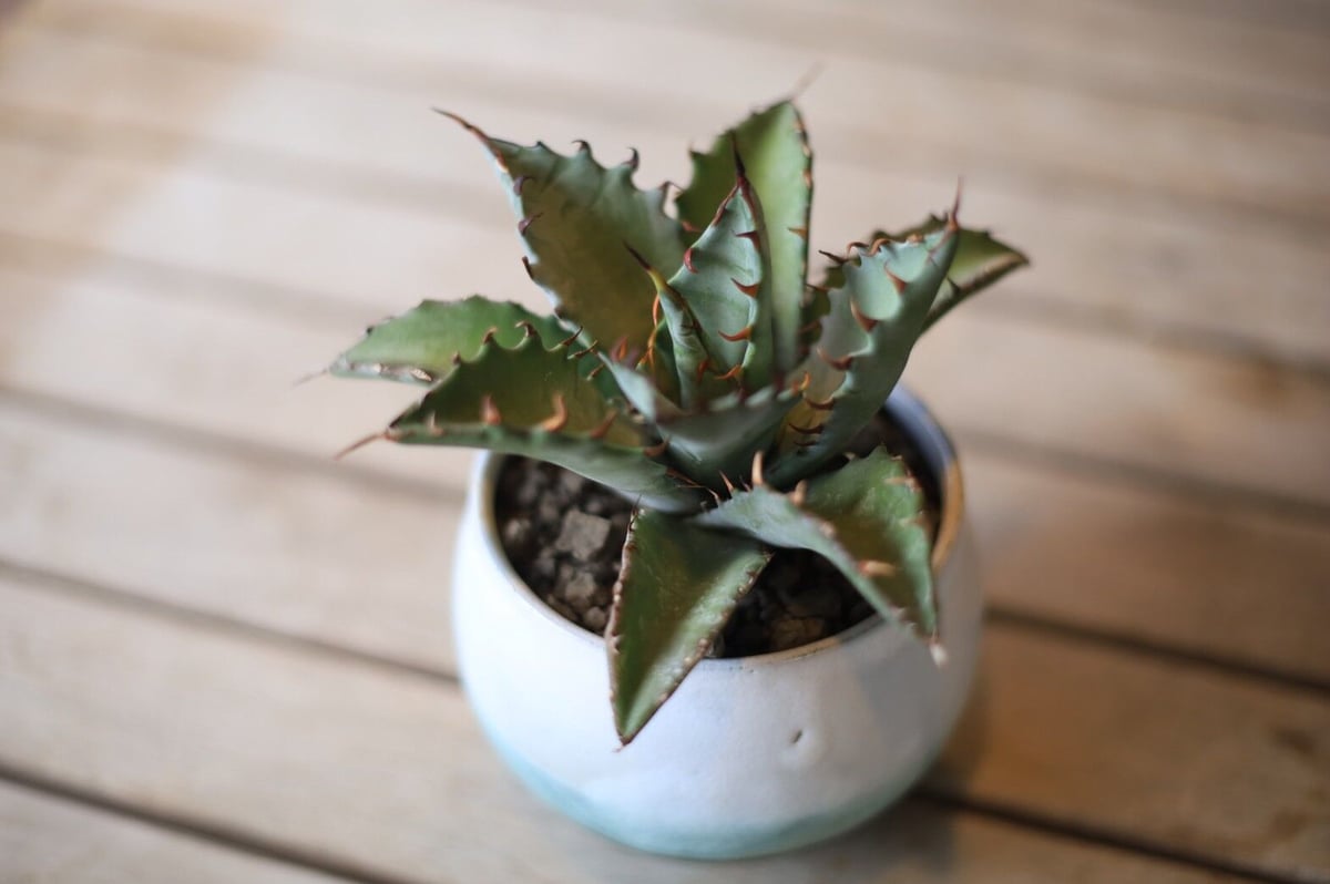 アガベ ハイブリット (チタノタ×マルガリータ) Agave hybrid アガベ ハイブリット (チタノタ×マルガリータ) Agave hybrid