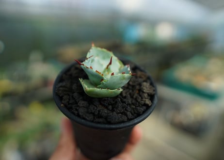 アガベ　兜蟹　Agave isthmensis “Kabutogani”　No.2