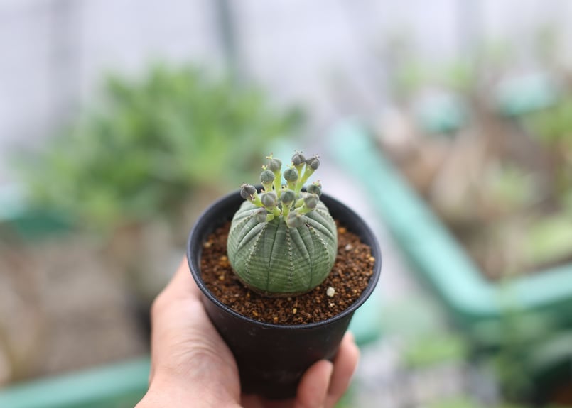 ユーフォルビア オベサ | mana's farm:塊根植物・アガベ・ドライ