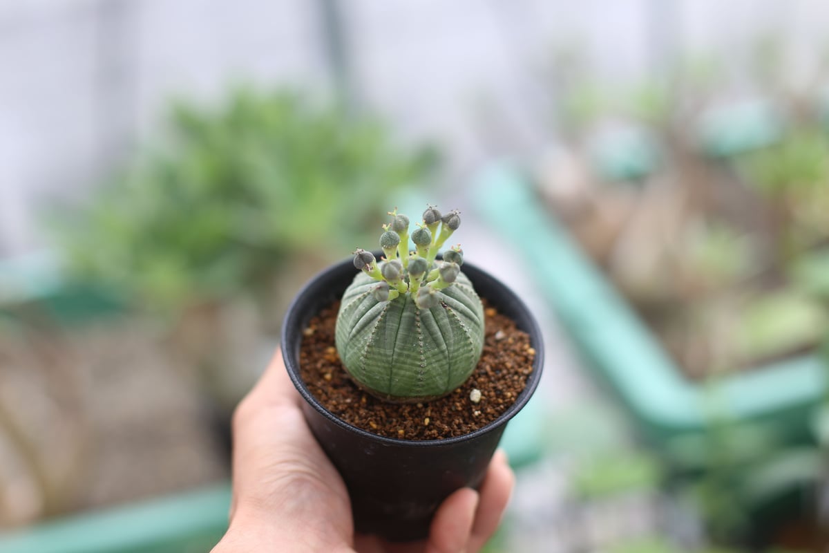 ユーフォルビア オベサ | mana's farm:塊根植物・アガベ・ドライ