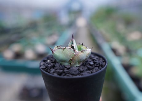 アガベ　チタノタ　 ブラックアンドブルー 　Agave titanota black and blue　No.4