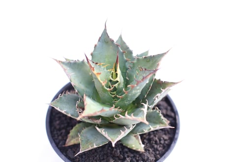 Agave titanota FO-76  compacta  no.１３