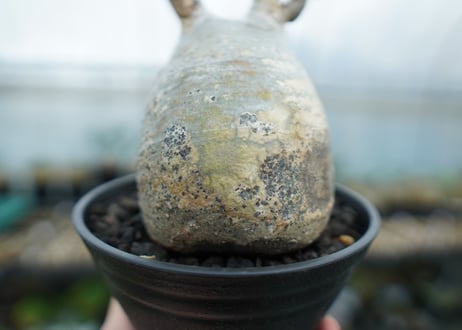 パキポディウム　グラキリス　 Pachypodium Gracilius  No.2