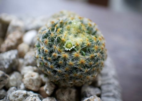 初心者でも安心＊サボテン寄せ植えPOT