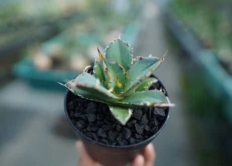 アガベ　チタノタ　FO-76　agave titanota  FO-76 子株 No.2