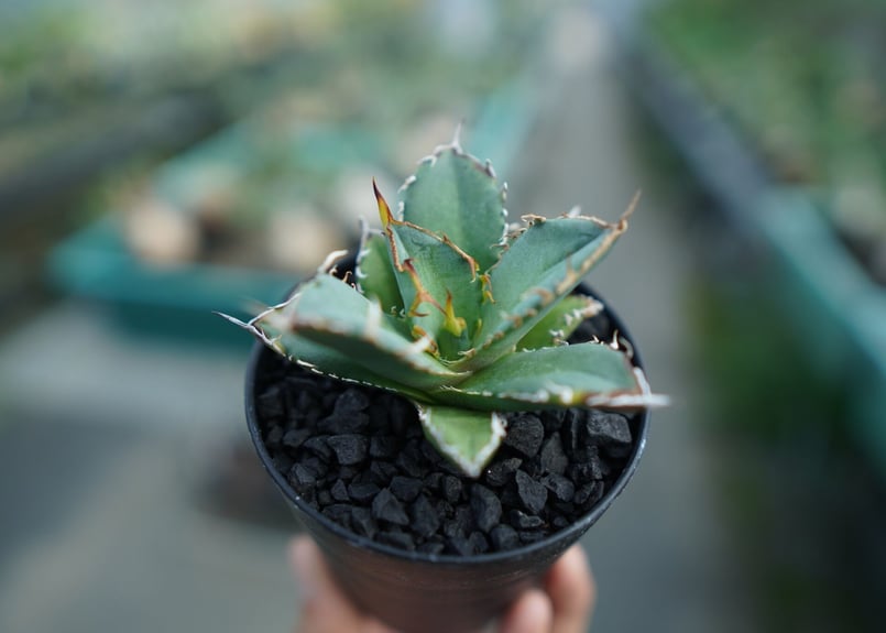 アガベ チタノタ FO-76 agave titanota FO-76 子株 No.2 |