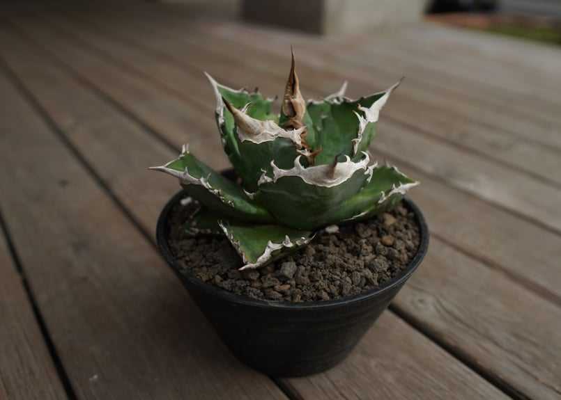 アガベ チタノタ 白火焔 agave titanota white fire | mana's アガベ チタノタ 白火焔 agave titanota white fire | mana's