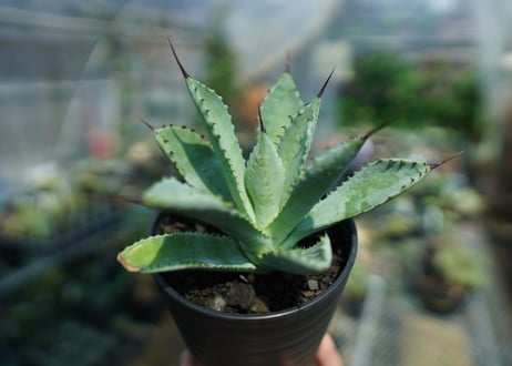 アガベ　マクロアカンサ×ポタトラム　 Agave macroacantha×potatorum