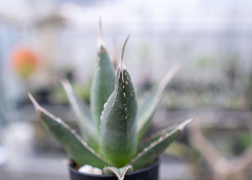 アガベ パープソラム 強スタッズ アガベ パープソラム 【強スタッズ】 観葉植物