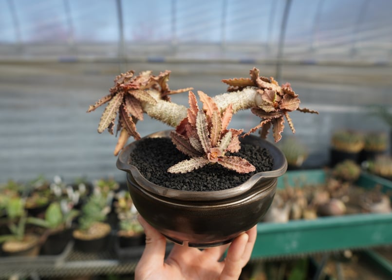 ユーフォルビア フランコイシー Euphorbia francoisii | mana's