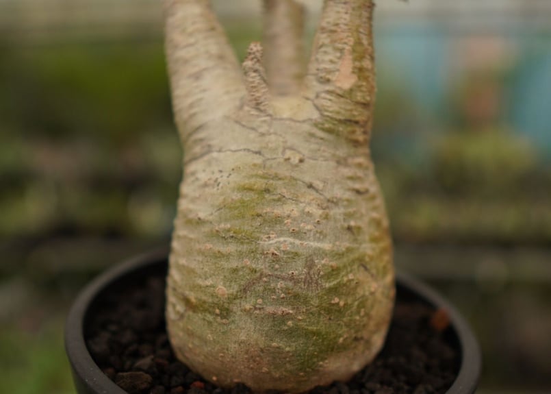 特大超綴化！ パキポディウム グラキリス 綴化 せっか てっか