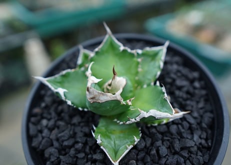 アガベ　チタノタ　白火焔　agave titanota white fire　No.2