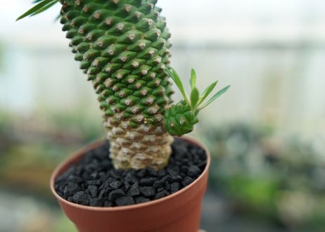 ユーフォルビア　ソテツキリン "パイナップルコーン"　Euphorbia sotetsukirin  No.6