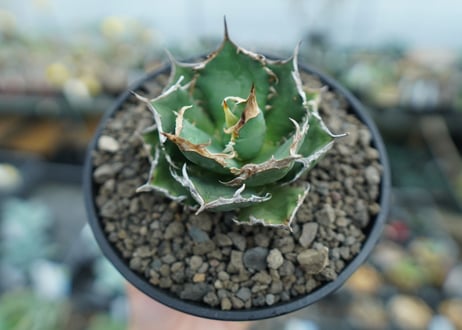アガベ　チタノタ　 FO-76 　Agave titanota FO-76  No.1