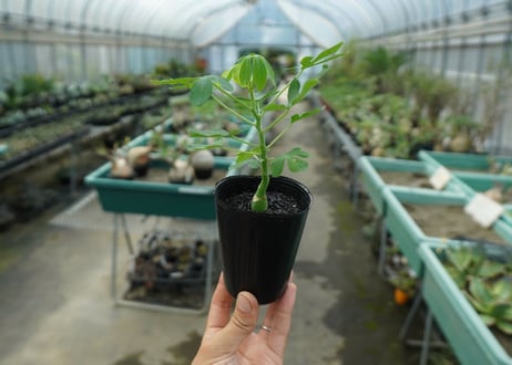 アデニア　グラウカ　Adenia glauca  No.1