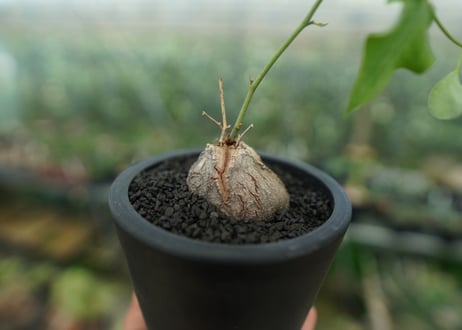ディオスコレア　シルバティカ　Dioscorea sylvatica No.1