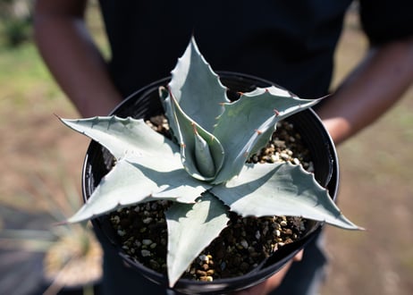 Agave ovatifolia 'Frosty Blue'