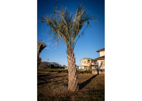 ココスヤシ　Butia capitata No.4