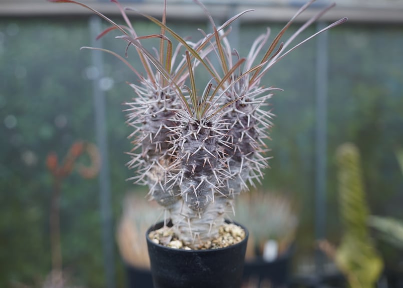 パキポディウム ゲアイ | mana's farm:塊根植物・アガベ・ドライ