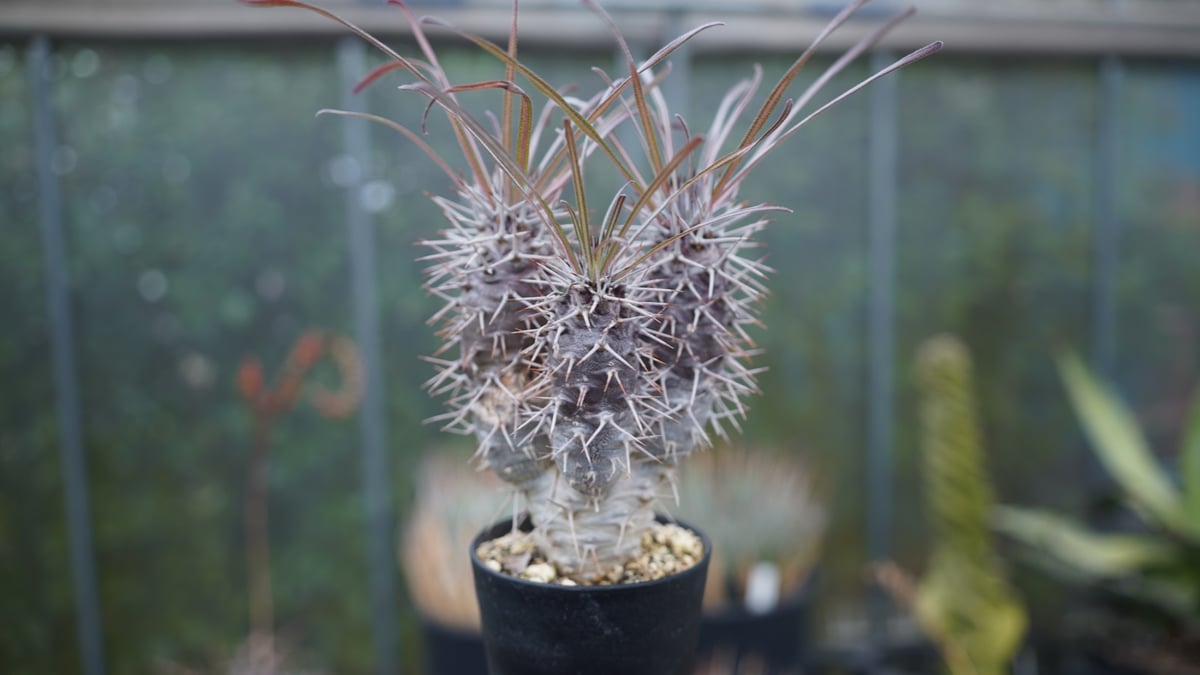 パキポディウム ゲアイ 現品 塊根植物 トゲ茎タイプ パキポディウム ゲアイ