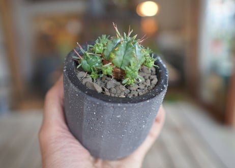 亀麒麟　Euphorbia meloformis Kamekirin