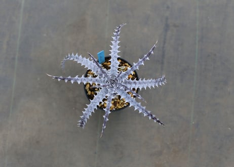 ディッキア　dyckia goehringii new form x bkk