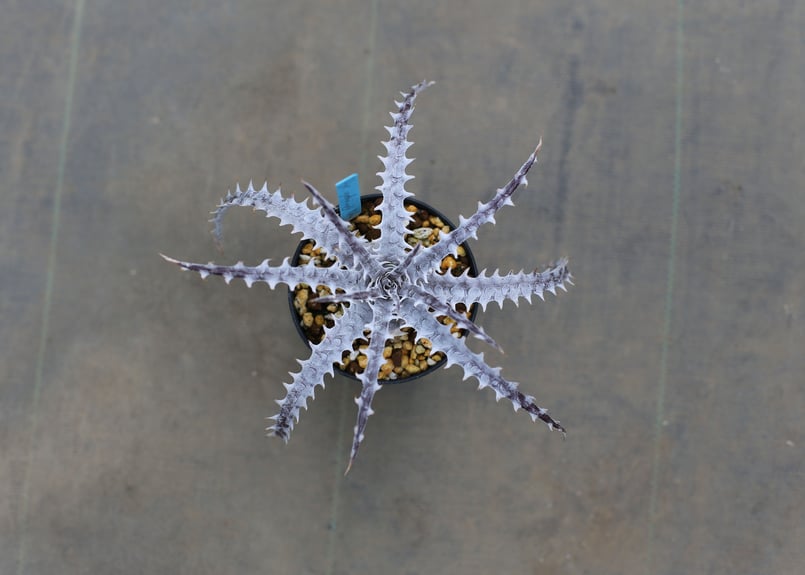 発根済み ディッキア Dyckia goehringii New Form ⑴ ディッキア dyckia goehringii new form x bkk | mana's