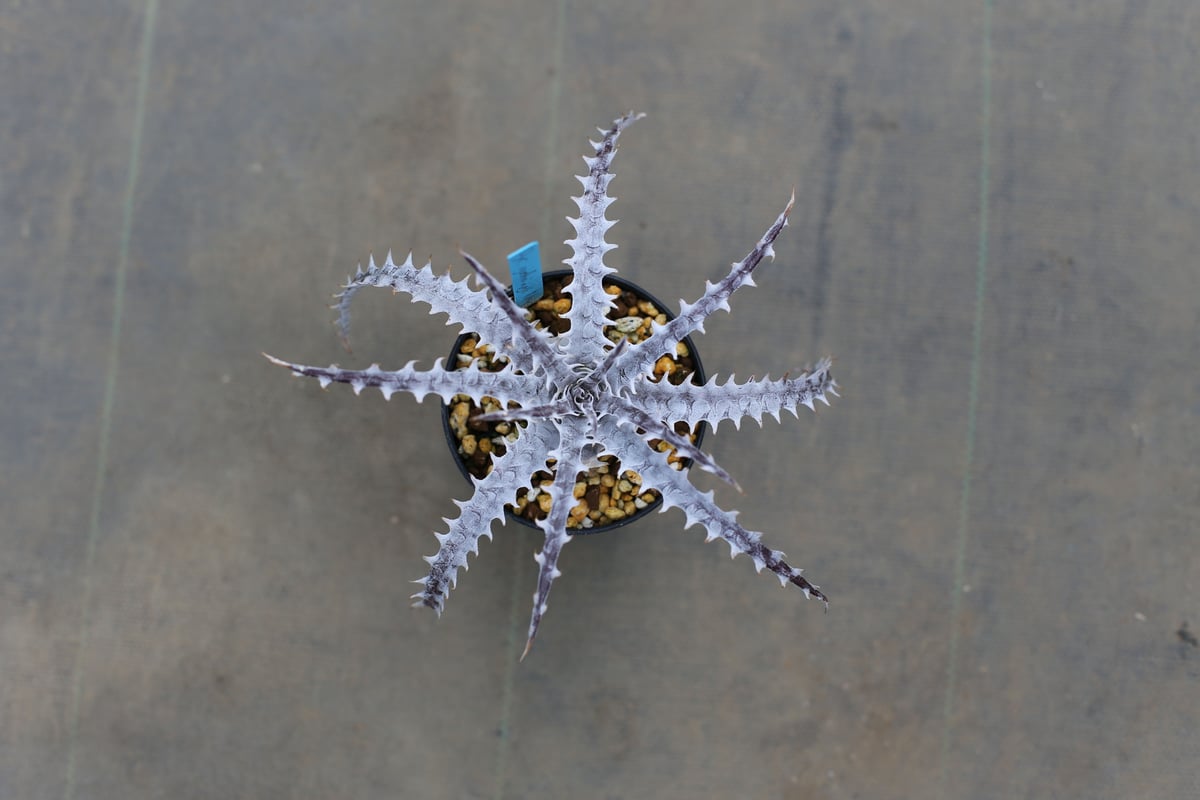 ディッキア dyckia goehringii new form x bkk | mana's