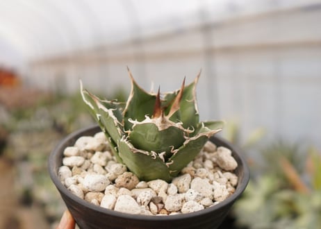 Agave titanota　白鯨　B No.４