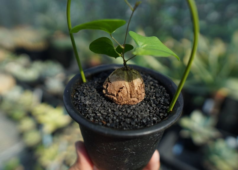 【新品未使用】OZWRT Spirit of Dioscorea 亀甲竜 精霊 OZWRT 亀甲竜フィギュア｜Yahoo!フリマ（旧PayPayフリマ）