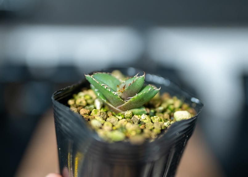 アガベ オテロイ 沖縄実生 | mana's farm:塊根植物・アガベ・ドライ