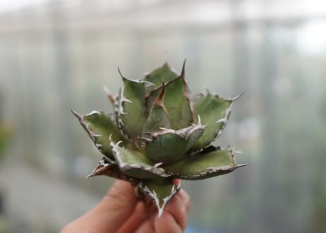 Agave titanota FO-76 C NO.5