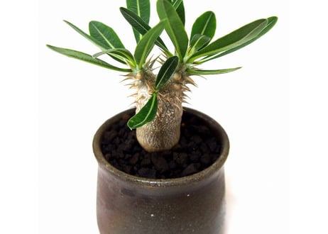 Pachypodium densiflorum シバ女王の玉櫛