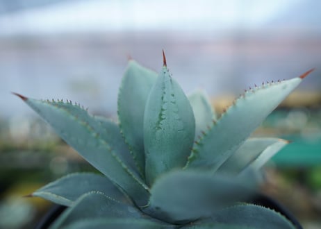 アガベ　ドラゴントゥース　Agave Dagontoes　No.3