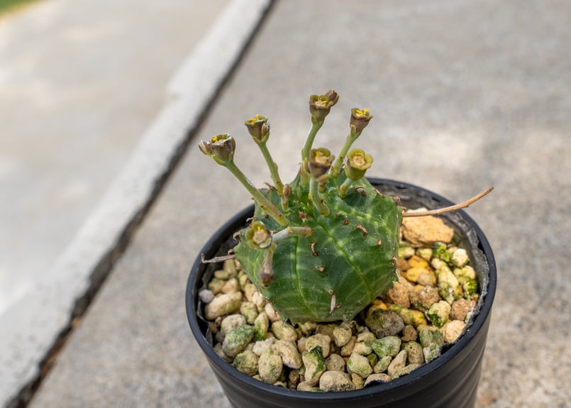 ユーフォルビア バリダ オス | mana's farm:塊根植物・アガベ・ドライ