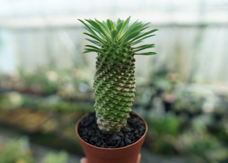 ユーフォルビア　ソテツキリン "パイナップルコーン"　Euphorbia sotetsukirin  No.3