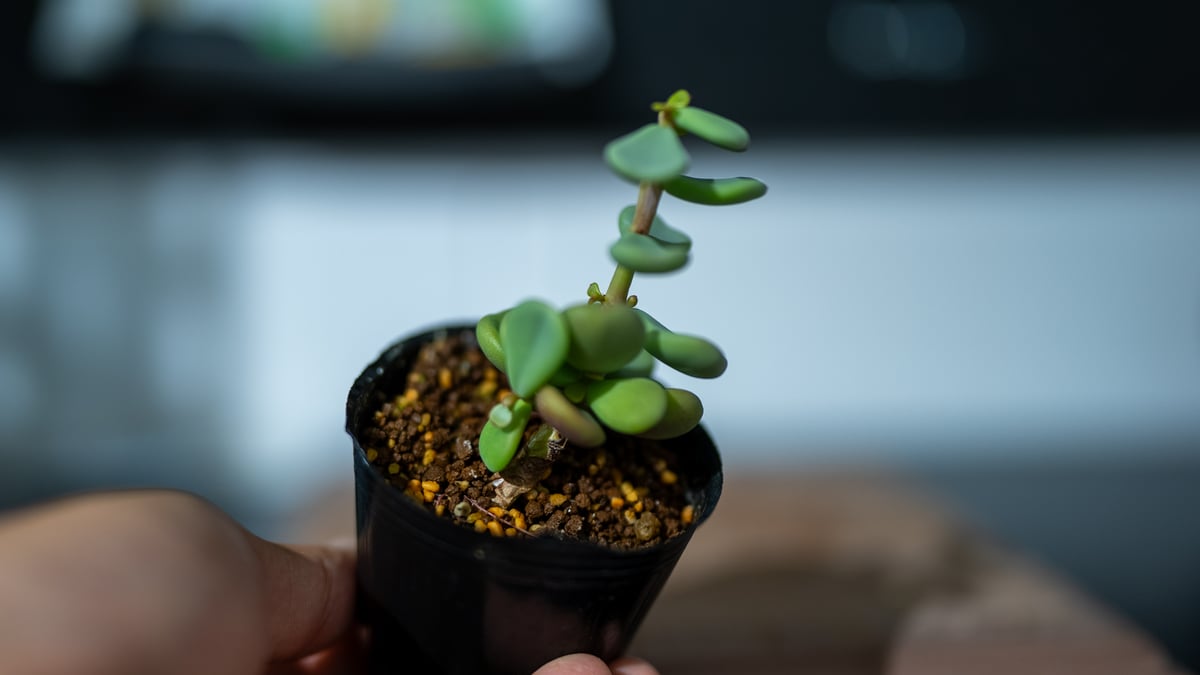 フ*ン様 ケラリアピグマエア　実生株　丸葉 大好きな植物🥰 #Cerariapygmaea #ケラリアピグマエア ツブツブ