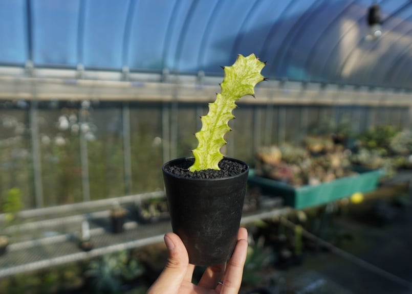ユーフォルビア イエローゴースト Euphorbia lactea Yellow
