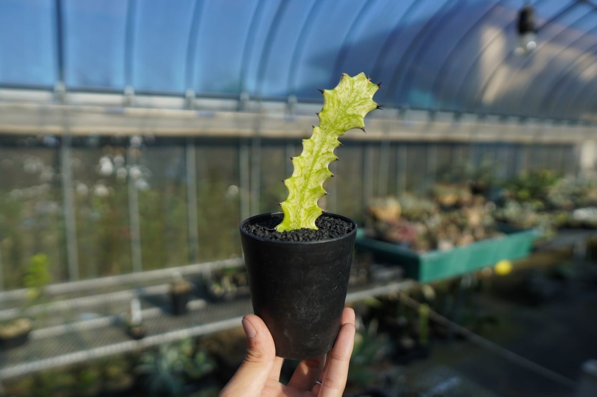 ユーフォルビア イエローゴースト Euphorbia lactea Yellow