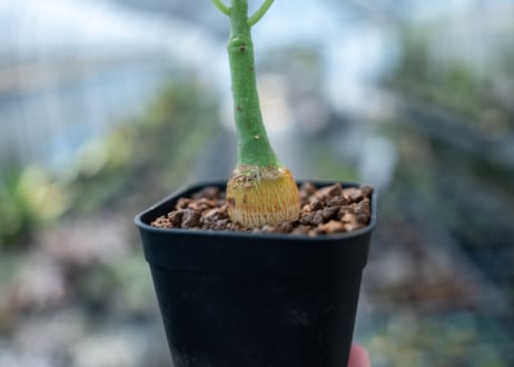 アデニア グラウカ  Adenia glauca　NO.6