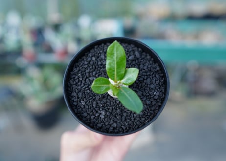 パキポディウム　恵比寿笑い　Pachypodium brevicaule　No.2