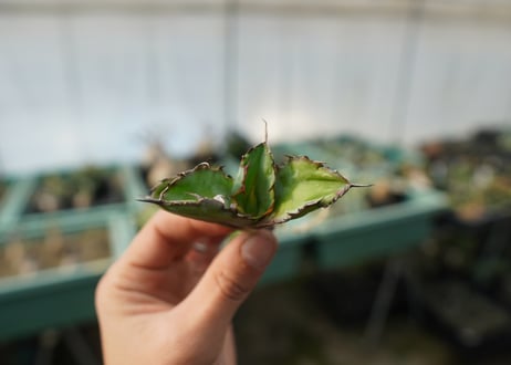 【抜き苗】アガベ　チタノタ　 ブラックアンドブルー 　Agave titanota black and blue